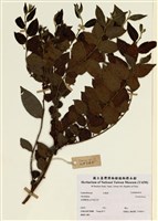 藏品(饅頭果屬)的圖片